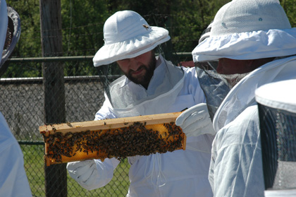 Inspecting Frame of Honey Bees